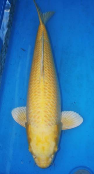 ☆丸誠産優秀品オータムセール　山吹黄金６０センチ３歳☆　