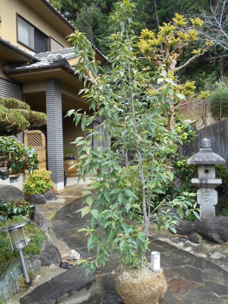 常緑ヤマボウシ　高さ約1.8ｍ　希少な株立ち　樹形きれい