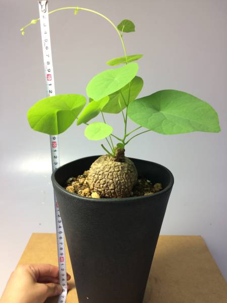 【塊根植物】ステファニア・ヴェノサ（大）1