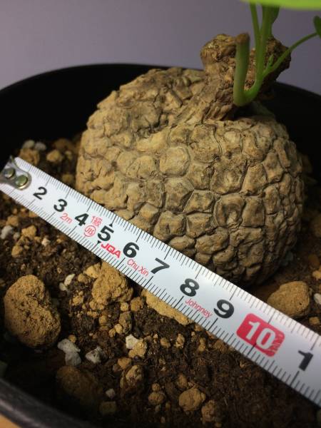 【塊根植物】ステファニア・ヴェノサ（大）1