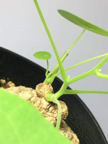 【塊根植物】ステファニア・ヴェノサ（大）1