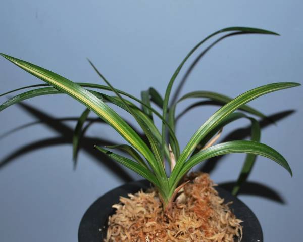 韓国春蘭 『無名縞』3本立ち 春蘭 日本春蘭 中国蘭 蘭遊園