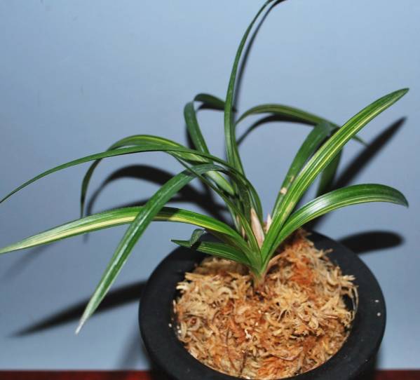 韓国春蘭 『無名縞』3本立ち 春蘭 日本春蘭 中国蘭 蘭遊園