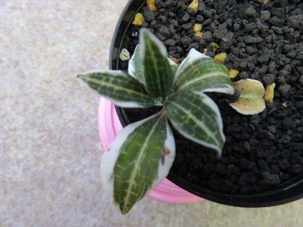 山野草、錦蘭、ベニシュスラン◆天女の羽衣（雪白大覆輪）◆