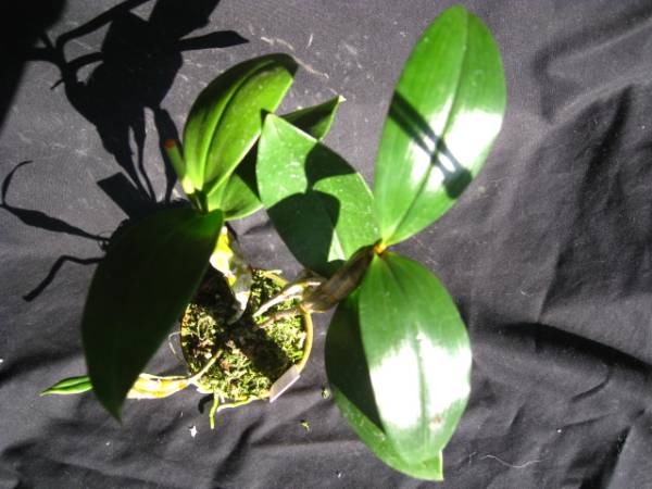 洋蘭原種Den.farmeri 'Pink Panther'BC/NOS(JP/OG)