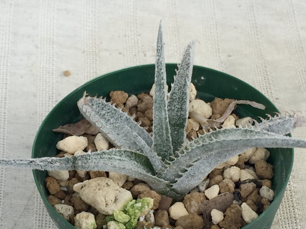 marnier-lapostollei Dyckia marnier ディッキア：Dyckia 'Red White