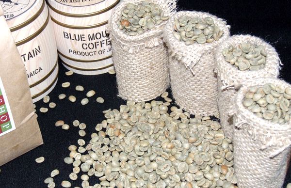 ◆特売品◆自家焙煎用◆生豆１ｋｇ◆ブルーマウンテンNO.1◆