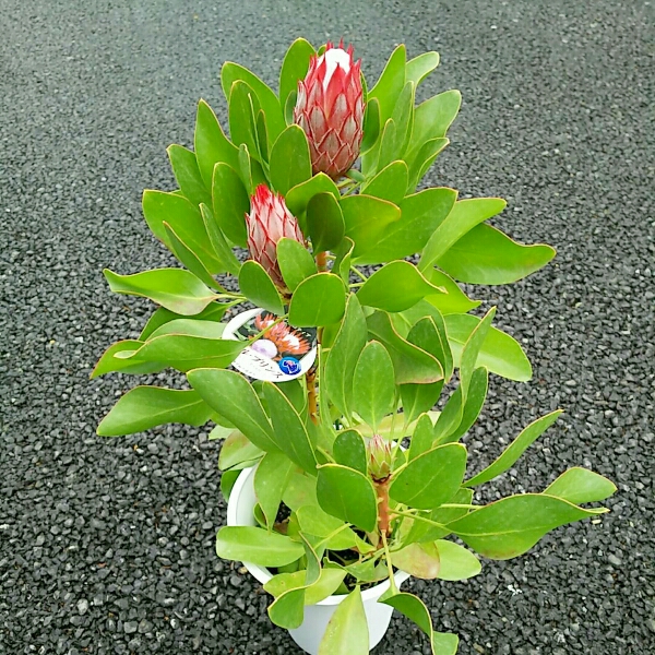 HOT，定番 プロテア リトルプリンス 南半球植物(植木、庭木)｜売買されたオークション情報、yahooの商品情報をアーカイブ公開 - オークファン 植木、庭木