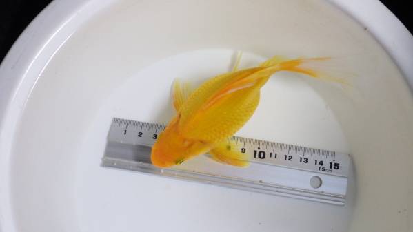 A-STYLE 木村養魚場産 玉黄金 極上個体 レア No24 ペット、生き物 魚類