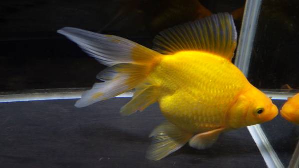 金色の大きい魚 小木管新 A-STYLE 木村養魚場産 玉黄金 極上個体 レア No24 ペット、生き物 魚類