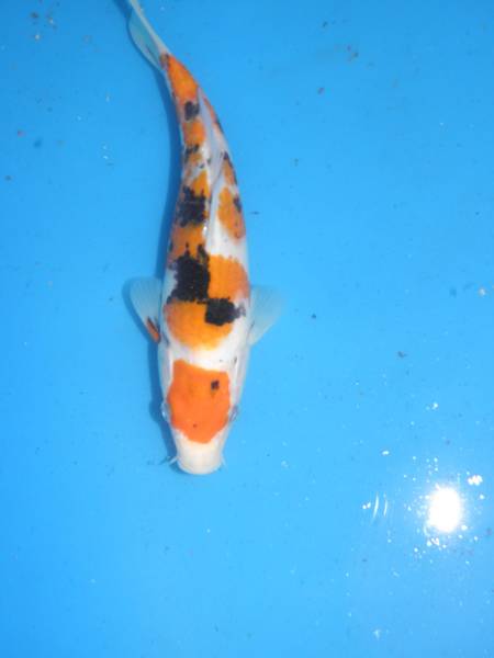 今年６月産北総三色18ｃｍ