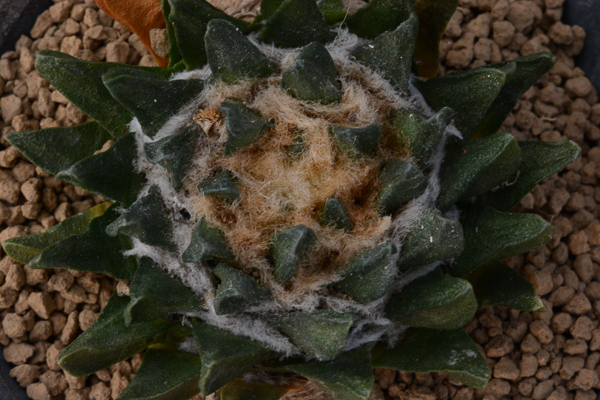 7 サボテン 多肉植物 竜角牡丹 サボテン多肉植物 竜角牡丹 サボテン 竜