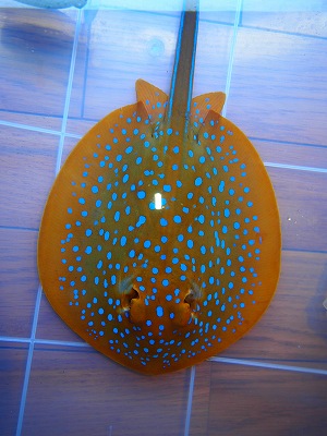 代引可能　リーフスティングレイ