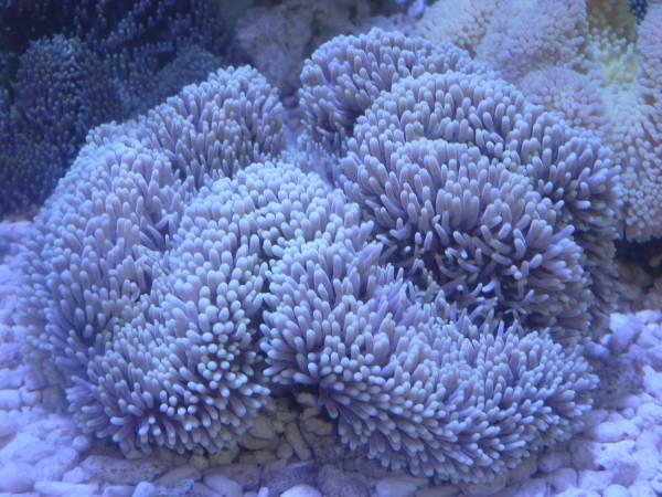 沖縄産ハタゴイソギンチャク１０～１５ｃｍ前後　
