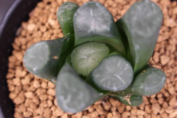 サボテン　多肉植物　ハオルチア　万象　71-10