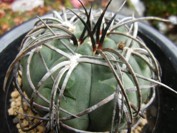 天平丸　黒刺　ギムノカリキウム属　サボテン