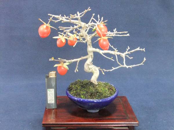老爺柿 盆栽 15年生 : - f メルカリ 老爺柿盆栽値下げ BONSAI Oh! | #15 柿