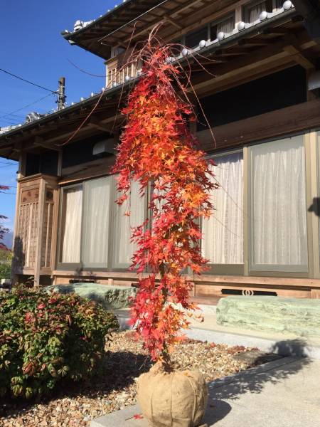 アオダモ 山採り 2本立ち 公式通販 販売 自然樹形 株立ち 0 白さ際立つ