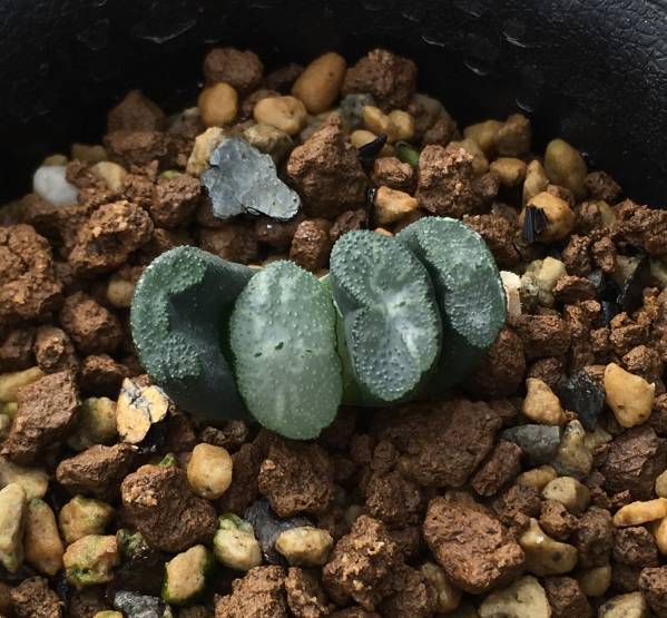 【ハオルチア】玉扇・玄武