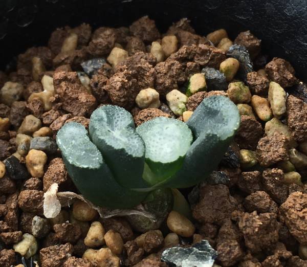 【ハオルチア】玉扇・玄武