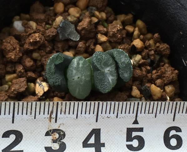 【ハオルチア】玉扇・玄武