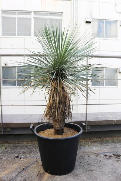 ユッカ ロストラータ良株③/Yucca rostrata ユッカロストラータ 【公式