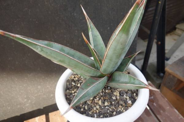 *・ω・*　サンスベリア　ピンイクラ　美株