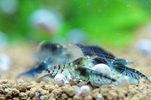 綾乃えび ゴールデンアイシュリンプ ５匹