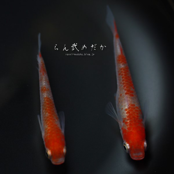 ★らん弐めだか★ 極上血統！ 三色錦♪ 濃朱ペア！　no.173