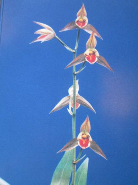 東洋蘭　寒蘭　登録銘品・日向王成木　６