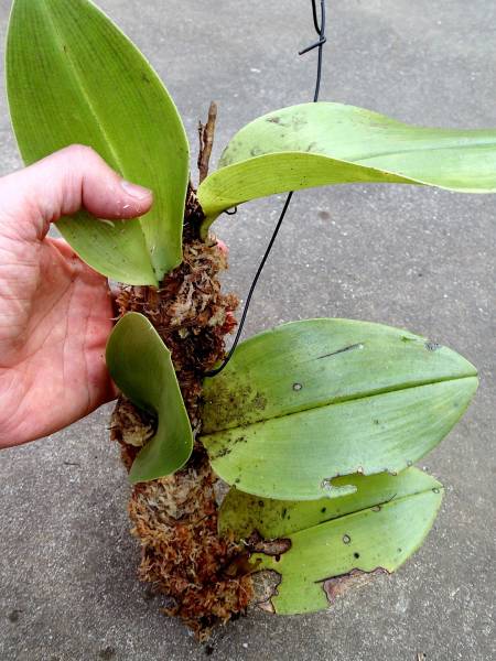 ▲▼ 手ごろな大きさのベッカリー：１…シダ・観葉・野生ラン▲