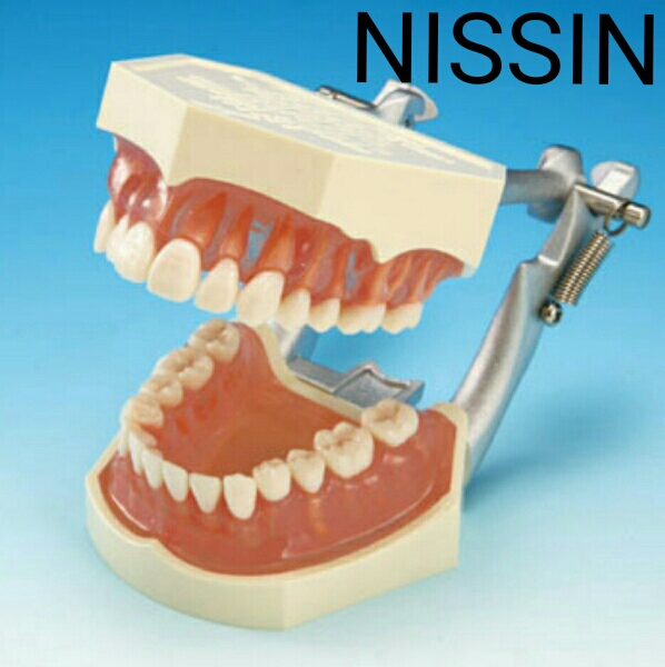 2万7300円】NISSIN 歯着脱顎模型 PE-ANA009 ニッシン プラーク