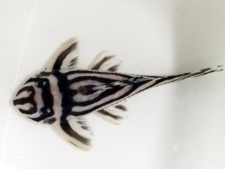 m201202644.2