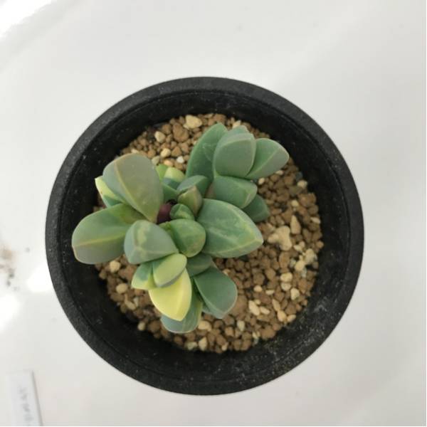 多肉植物 デロスペルマ属 レーマニー錦 斑入り サボテン 売買されたオークション情報 Yahooの商品情報をアーカイブ公開 オークファン Aucfan Com