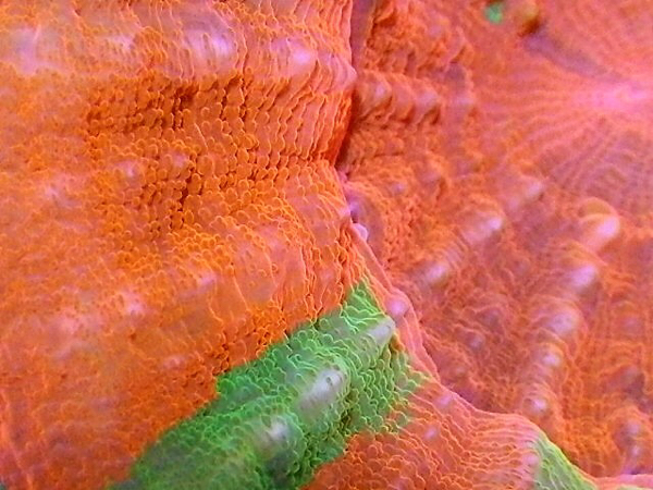 スコリミア 【オーストラリア産】スコリミア【レッドマルチ】Sグレード (Red Scolymia) - コーラルアクアティック