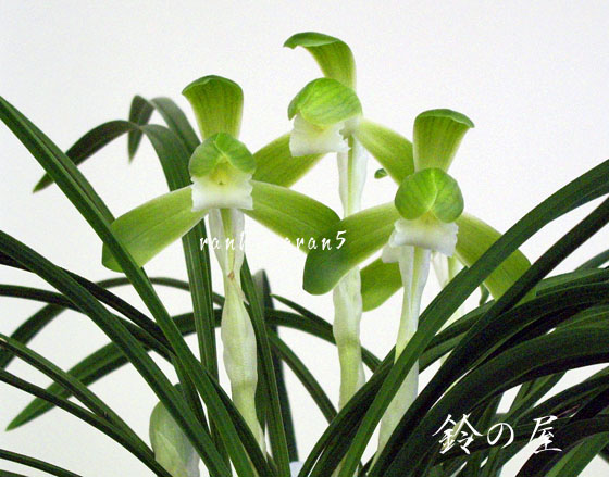 ★春蘭、紀州愛蘭会登録、素心の名花「鈴の屋」展示会用花着き株立★