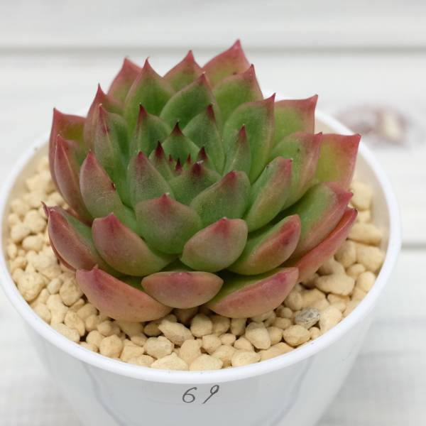 稀少” 多肉植物 エケベリア echeveria raymus (レイマス) レア苗 輸入 