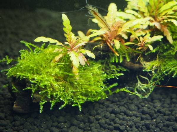 低めのレイアウトに 南米ウィローモス ラトナギリ マングローブ系流木 02 ウィローモス 売買されたオークション情報 Yahooの商品情報をアーカイブ公開 オークファン Aucfan Com