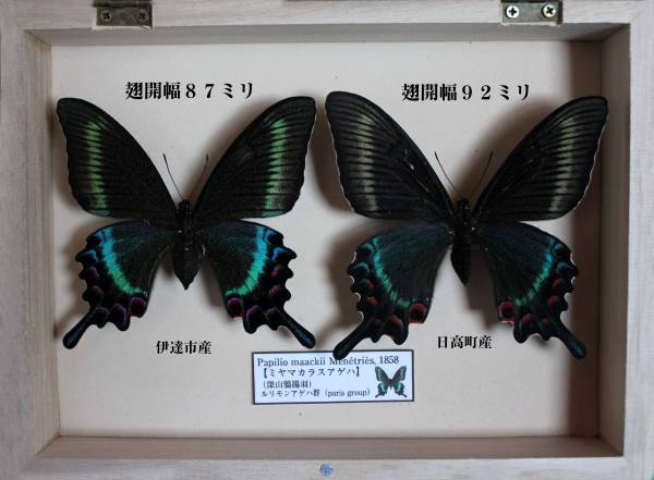 蝶標本 ミヤマカラスアゲハ（飼育夏型or春型混じり2♀）(虫類)｜売買