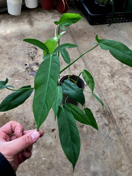 Philodendron anisotomum()Yahoo!(!)   - aucfan.com