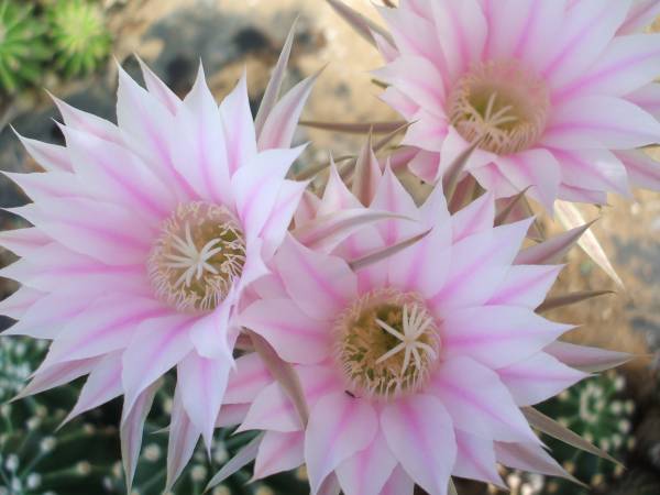 サボテン多肉植物 花サボテン 桃花短毛丸 サボテン 売買されたオークション情報 Yahooの商品情報をアーカイブ公開 オークファン Aucfan Com