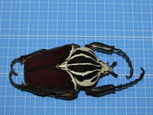 コンゴ産 シラフオオツノハナムグリ1 92mm コンゴ産 シラフオオツノ