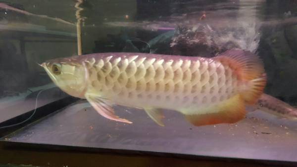 過背金龍 40 引き取り限定 1スタ 福岡発 アロワナ 売買されたオークション情報 Yahooの商品情報をアーカイブ公開 オークファン Aucfan Com