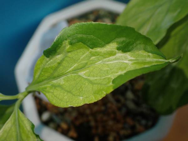 山野草 斑入り 樹木 花★オオツリバナ 三光斑★