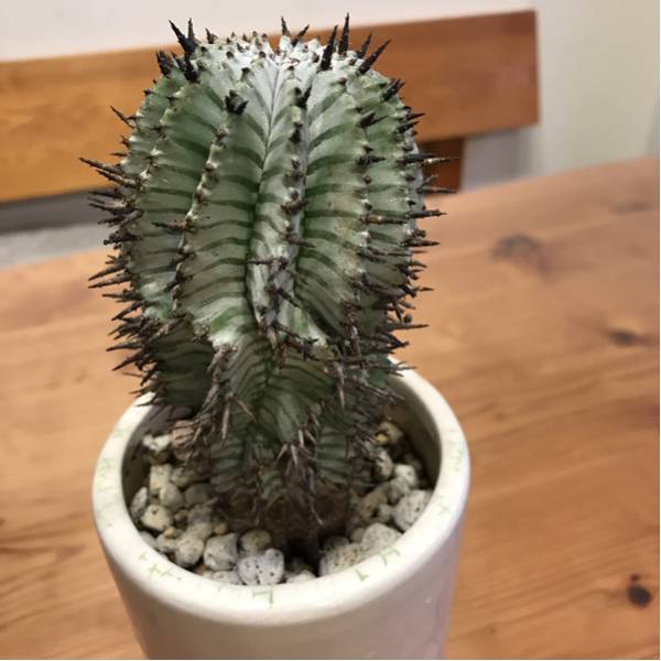 ゼブラ ホリダ ユーフォルビア コーデックス Toky サボテン 観葉植物 サボテン 売買されたオークション情報 Yahooの商品情報をアーカイブ公開 オークファン Aucfan Com