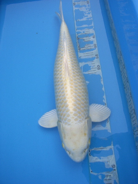 鯉優館 ☆ 黄金 63cm ☆ No.37 フジサワ黄金鯉6m 5m黄金鯉