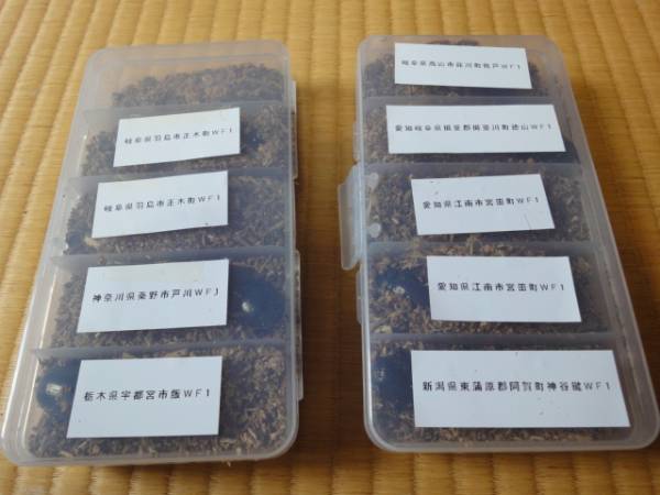 オオクワガタ ７産地♀ 9頭 未交尾・交尾済 WF1 即ブリ