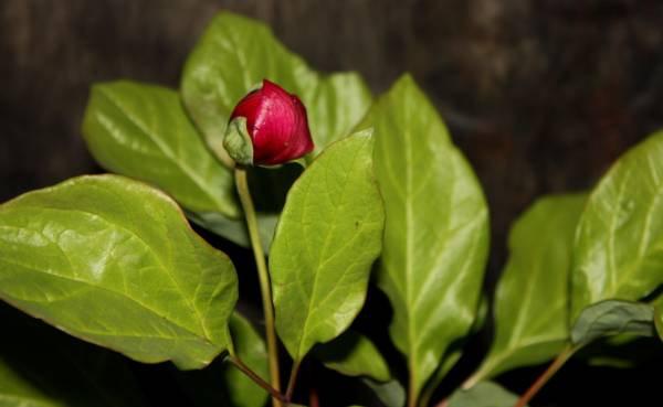 山野草★濃色紅花ヤマシャクヤク「羽前小町」①★検索斑入り