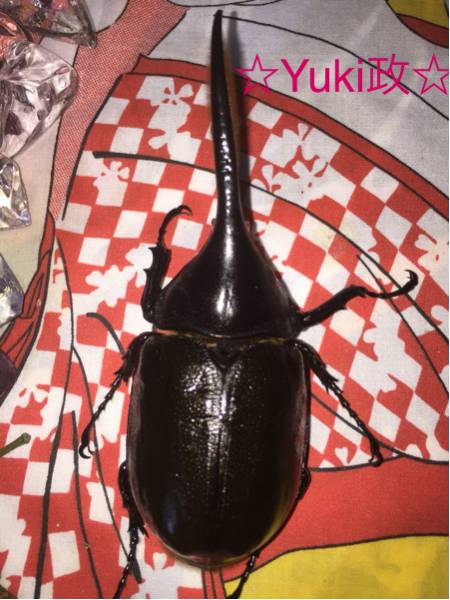 ☆Yuki政☆です！ 今回は D.h.オキシデンタリス ♂単品の出品です。