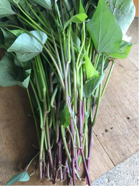 茨城県ひたちなか ベニはるか 紅はるか 苗 500本 さつまいも苗 個人農家 べにはるか 干し芋